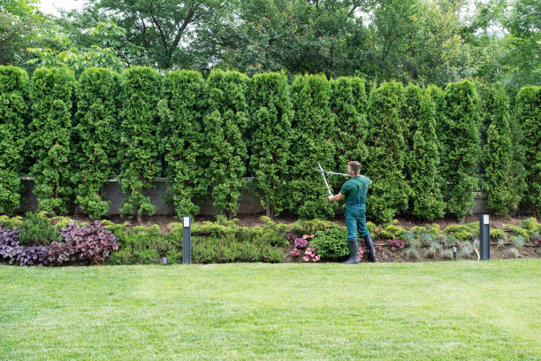 Best Tree Pruning Services  in Oil City, PA